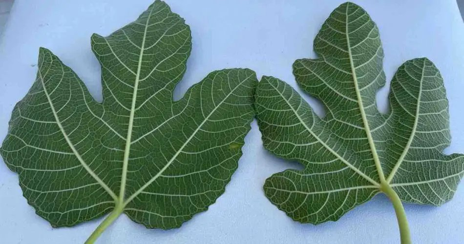 El poder de las hojas de higuera: estos hojas tienen varios beneficios