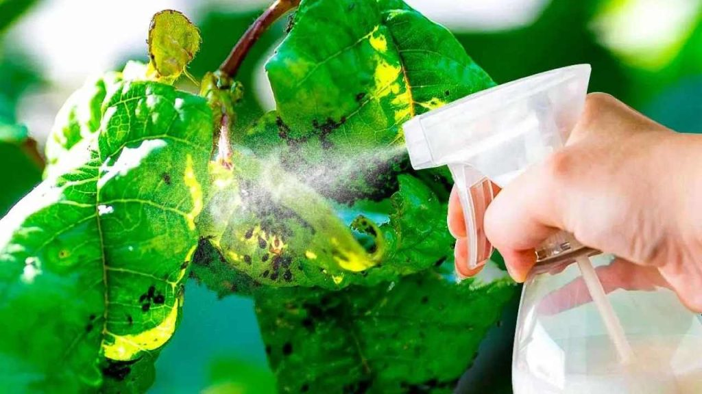 El poderoso remedio casero contra los pulgones que usan los jardineros: lo tienes en la cocina