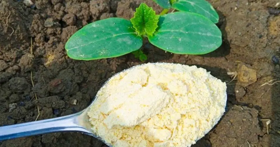 El remedio infalible para eliminar las hormigas del jardín: huyen en 10 segundos