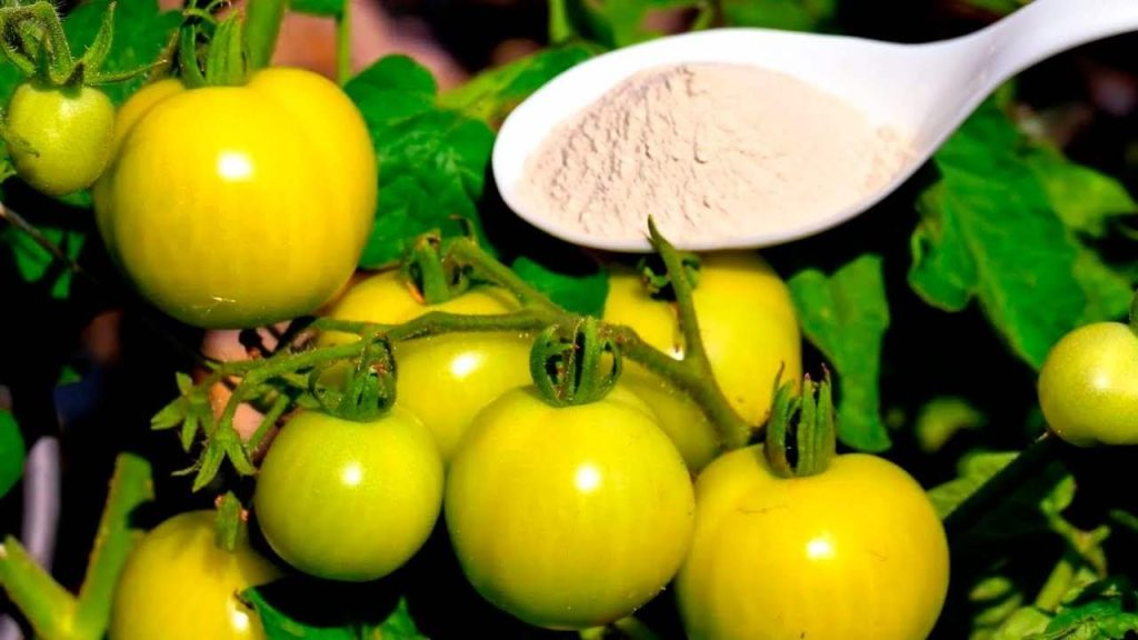 El suplemento orgánico más potente para pepinos, tomates y pimientos dobles