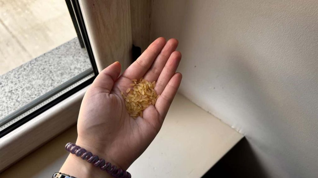 El truco infalible con arroz para mantener las hormigas fuera de tu hogar en solo unos minutos