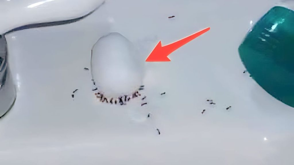 El truco para hacer desaparecer las hormigas durante la noche: solo se necesitan estos 2 ingredientes