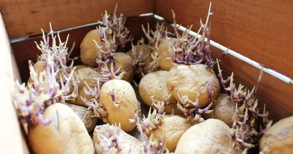 El truco perfecto para conservar bien las patatas y evitar que germinen