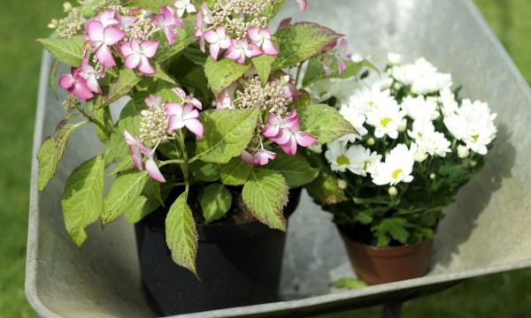 Elegir las macetas adecuadas para las plantas de interior y de patio