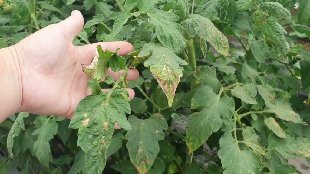 Enfermedad del moho del tomate, cómo reconocerla y prevenirla en un instante