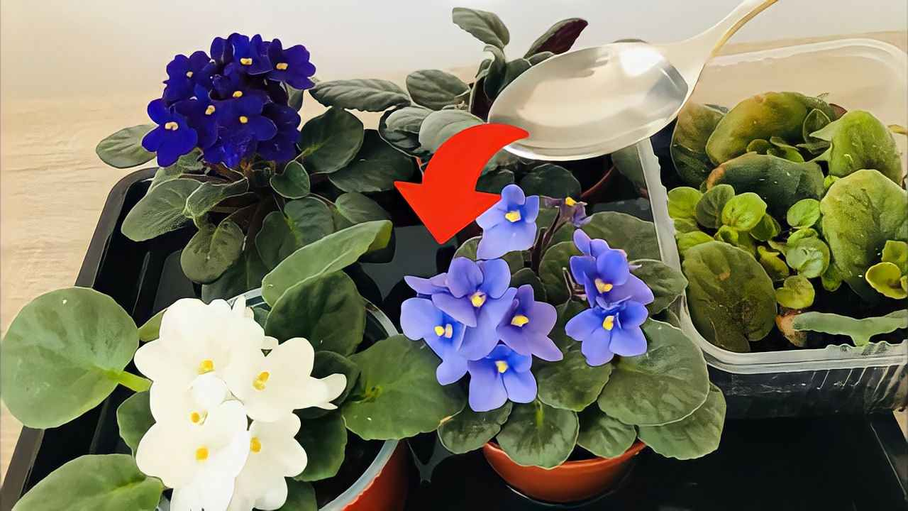 Enriquezca sus violetas con una gota de esto, florecerán abundantemente