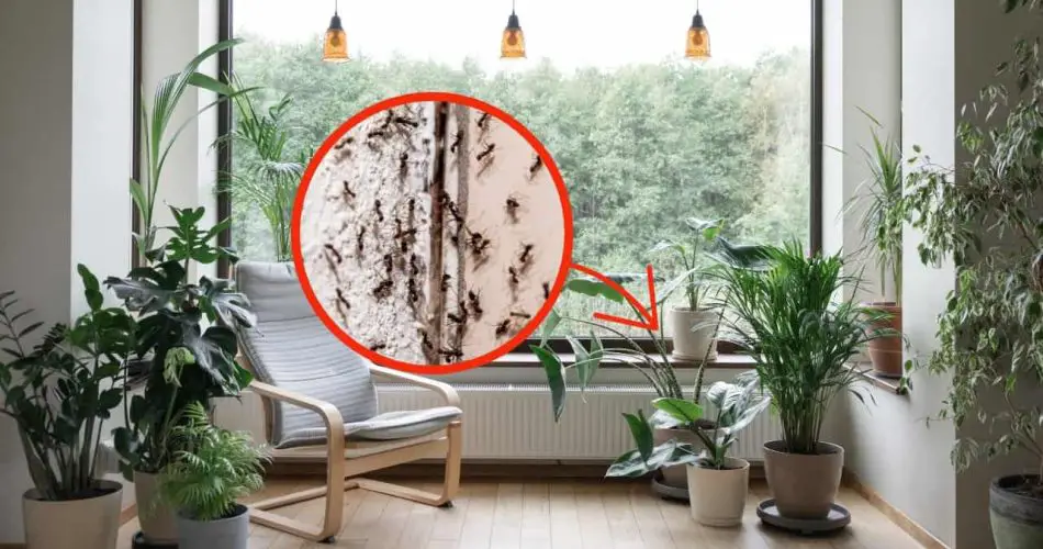 Erradique estas hermosas plantas: atraen muchos insectos a tu casa