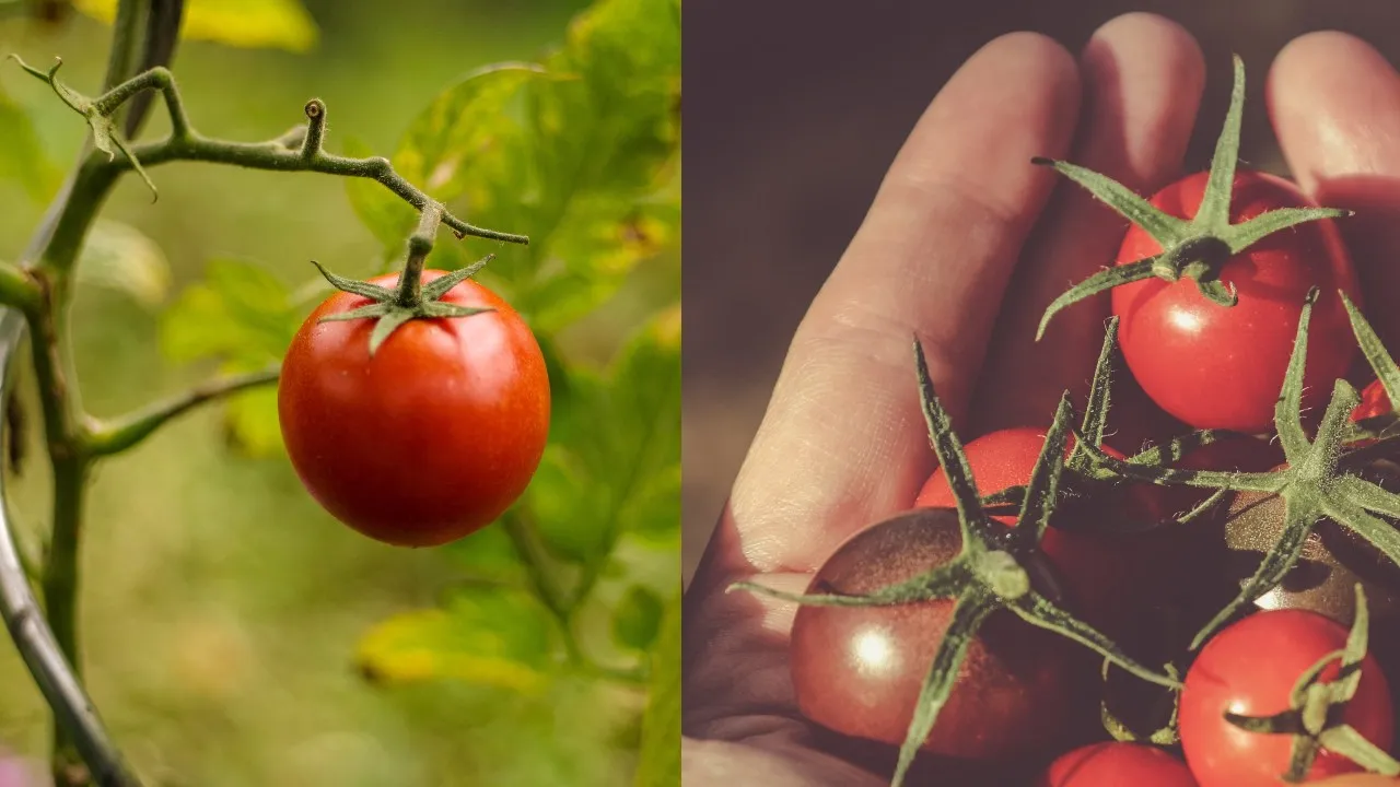 Errores comunes al cultivar tomates que impiden que den fruto, ¡evítalos!