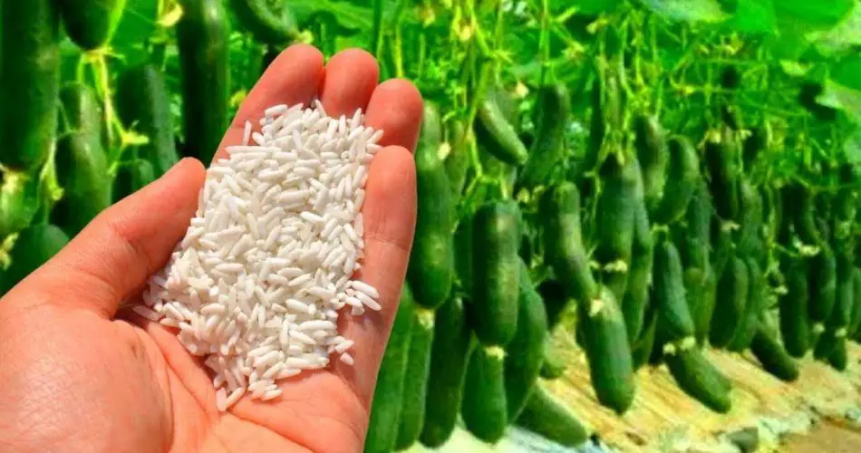 Espárzalo entre las calabacines, crecerán sin parar – Cosecharás mucho de ellas