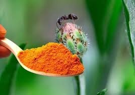 Espolvorea cúrcuma en tus plantas y observa qué sucede: el secreto del jardinero