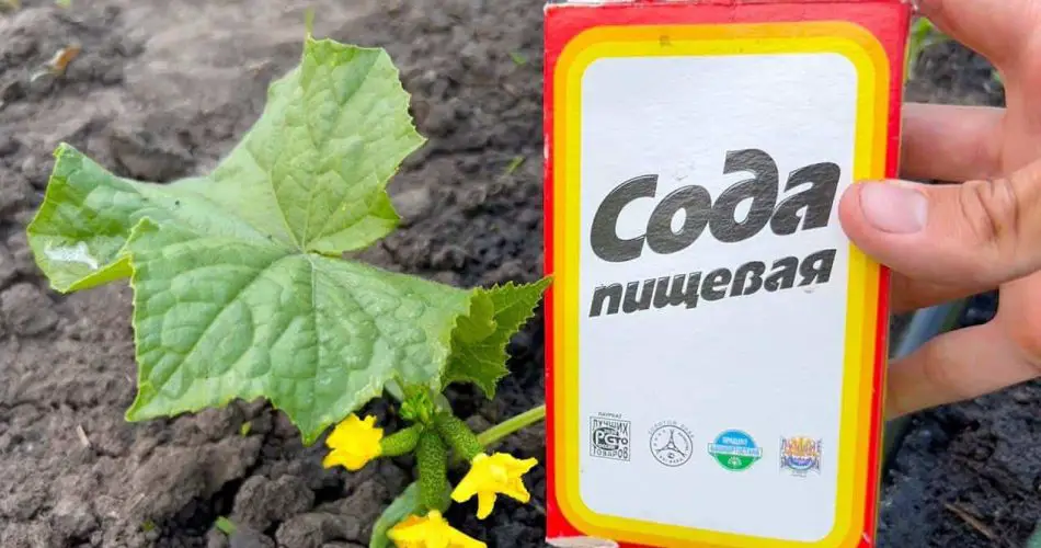 Espolvorea esto sobre los pepinos y los cosecharás en el jardín hasta el otoño