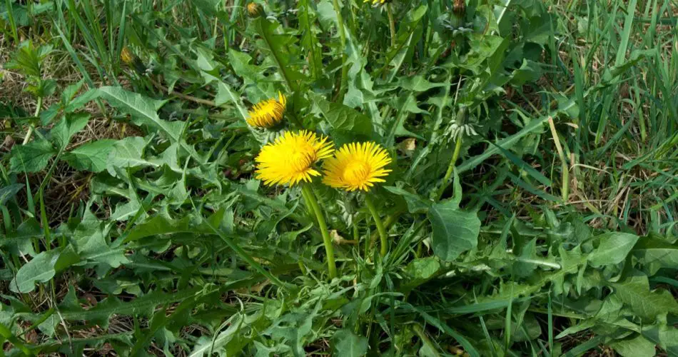 Esta maleza común es la más importante en tu jardín