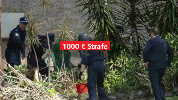 Esta planta ilegal podría esconderse en su jardín: multa de 1000 euros