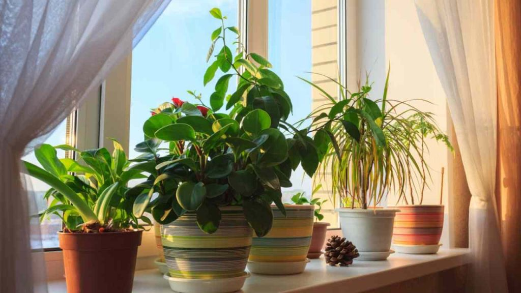Estas hermosas plantas limpian el aire de tu hogar y también deberías tener una