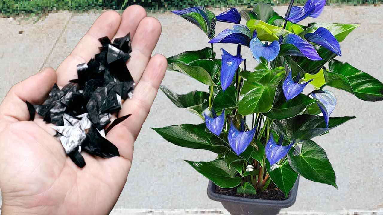 Este antiguo secreto de cultivador hará que un ramo de flores realmente estalle.