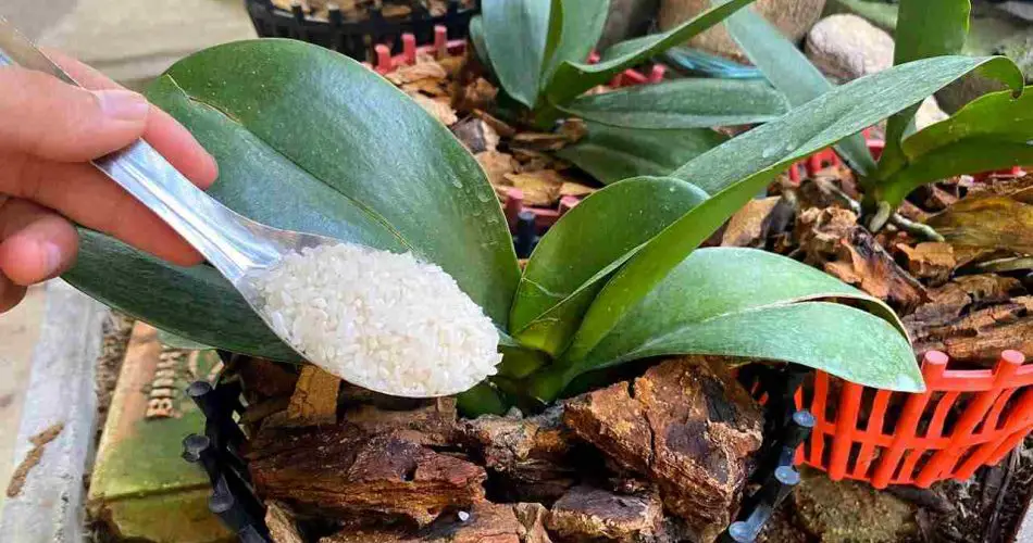 Este fertilizante natural ayuda a que su orquídea se mantenga saludable durante las cuatro estaciones
