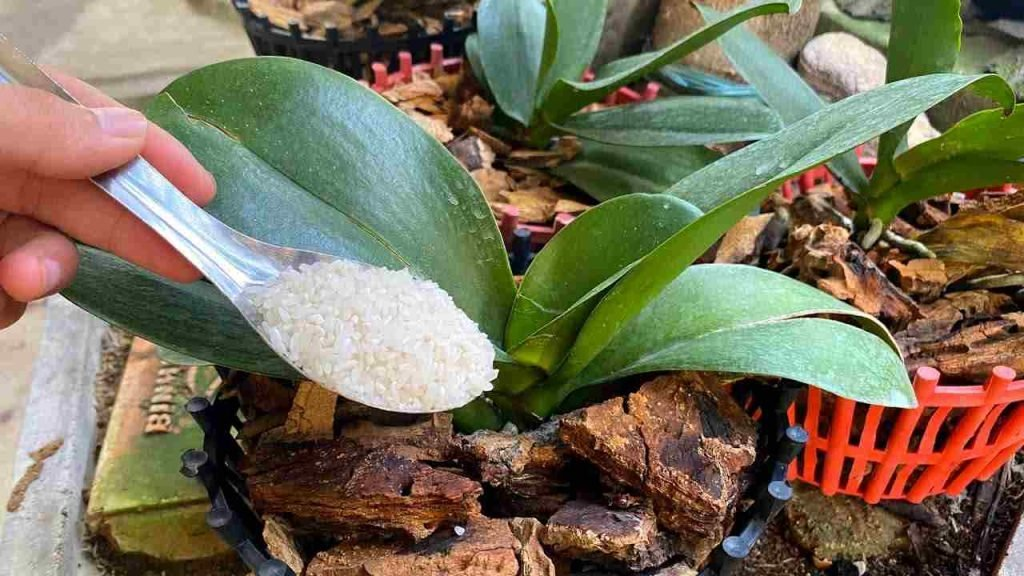 Este fertilizante natural ayuda a que su orquídea se mantenga sana durante las 4 estaciones