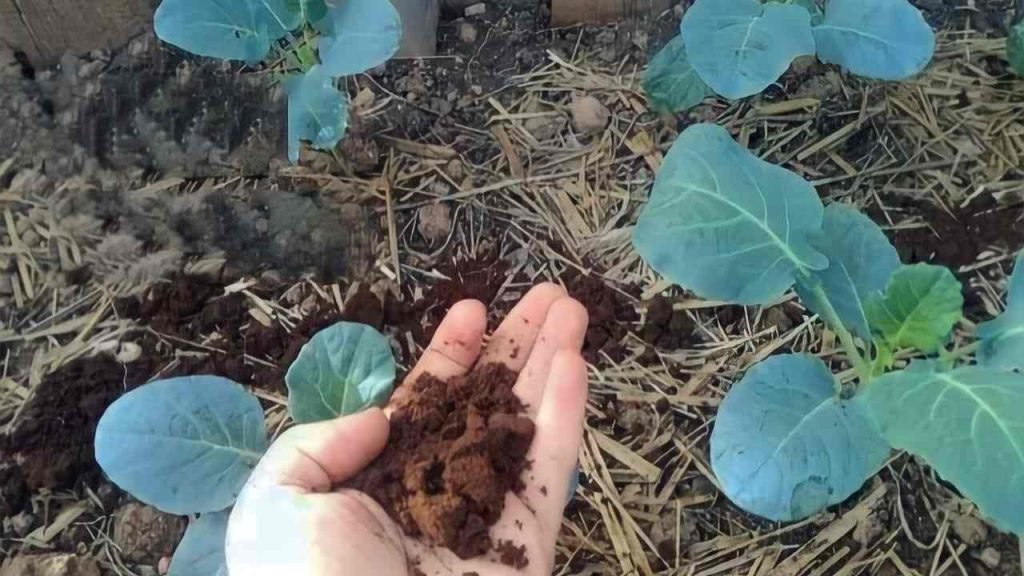 Este fertilizante natural para plantas hará que todos los vecinos tengan envidia