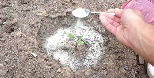 Esto es lo que pasa si pones 1 cucharadita de bicarbonato de sodio en las plantas