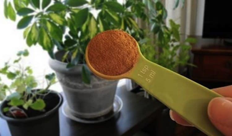 Esto es lo que sucede si pones una cucharadita de canela molida en tus plantas