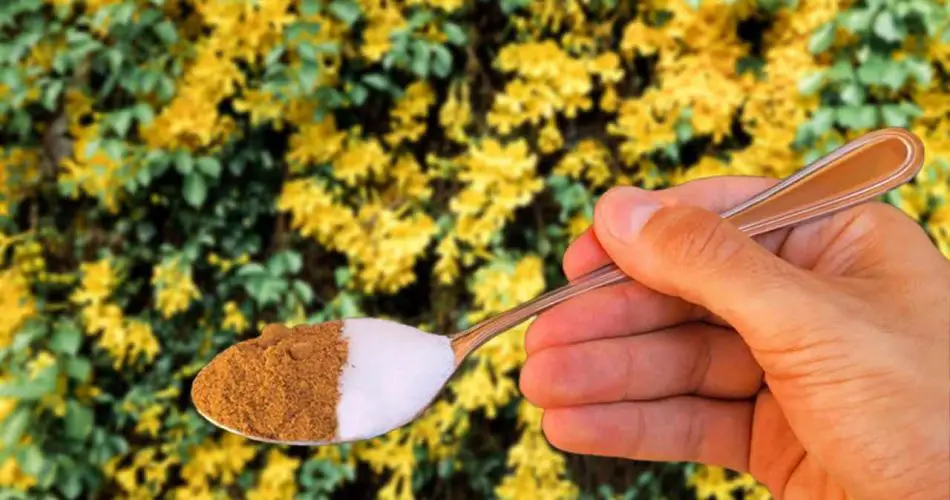 Esto revitalizará las plantas amarillentas o podridas en solo unas horas.