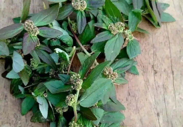 Euphorbia Hirta: El secreto que nadie te revelará – me lo agradecerás después