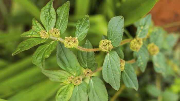 Euphorbia Hirta: una planta con múltiples virtudes