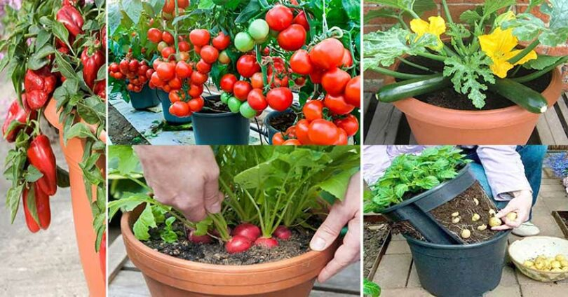 Fácil: 25 Frutas y Verduras para Cultivar en Macetas en tu BALCÓN