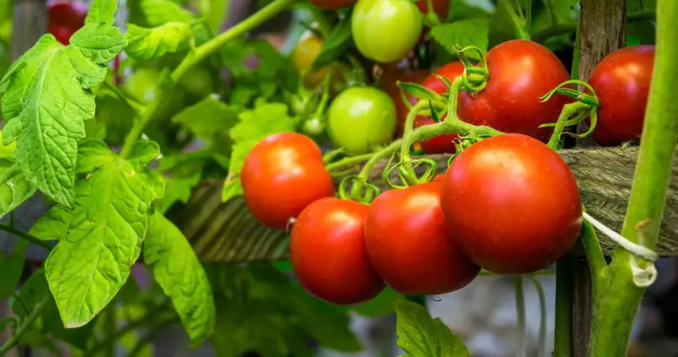 Fertilizante natural para tomates: 8 ingredientes caseros que garantizan una cosecha saludable