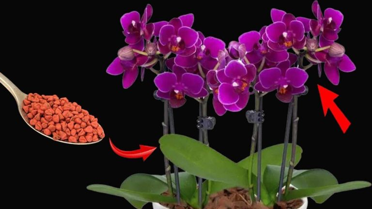 Flor garantizada durante 3 años consecutivos: solo si utiliza este potente ingrediente