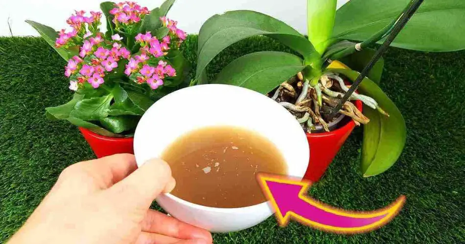 Floración explosiva y duradera con este fertilizante natural: nunca antes visto