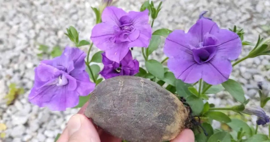 Flores exuberantes que duran años si haces este movimiento una vez al mes: no se pudren