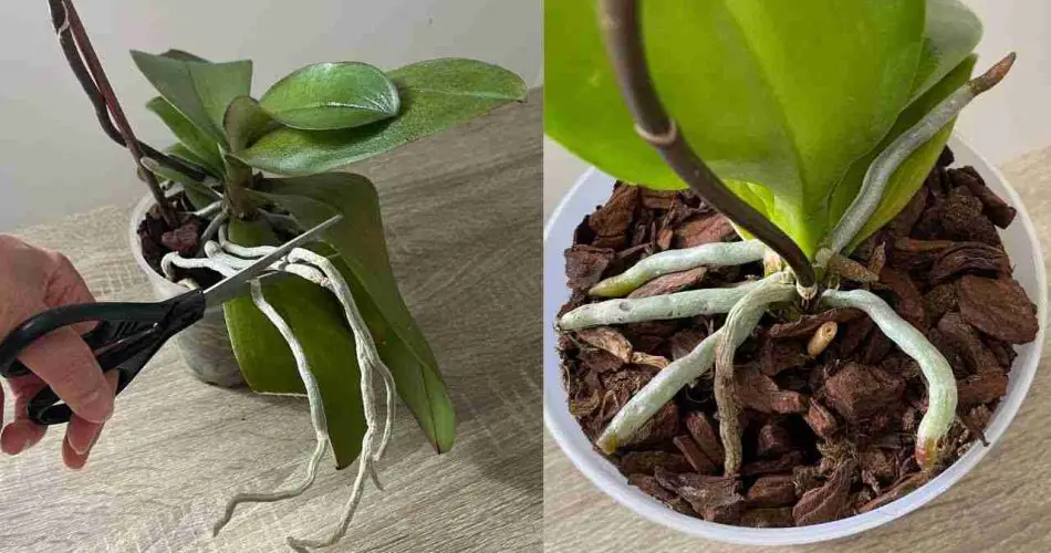 Flores y raíces abundantes de la orquídea si realizas este proceso una vez al mes