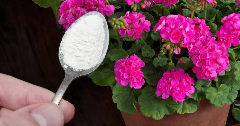 Forever Green: Una cuchara llena para geranios exuberantes todo el año