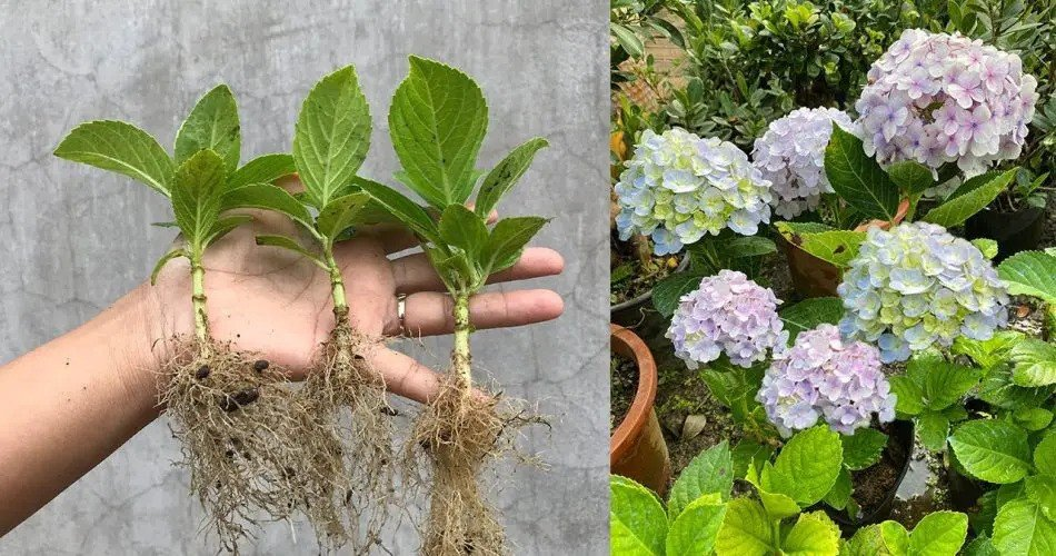 Formación rápida de raíces: un método rápido y sencillo para propagar hortensias mediante esquejes