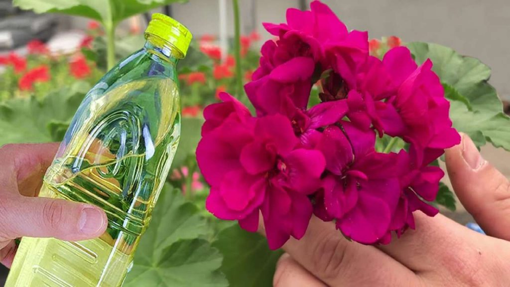 Geranios exuberantes, saludables y coloridos durante 5 años consecutivos con este remedio natural