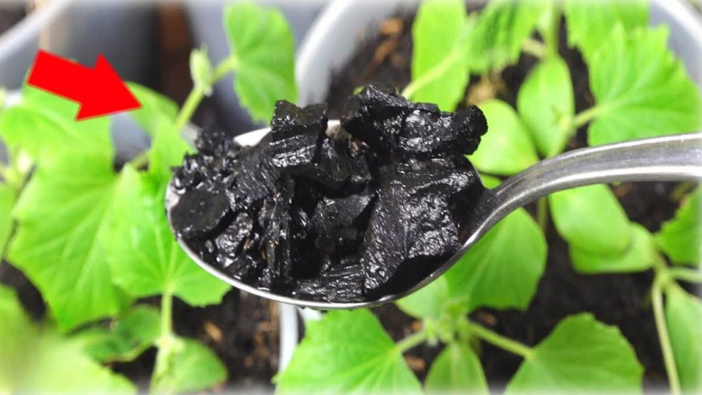 Ha conquistado millones de agricultores, produce plantas gigantes y las extiende sobre el suelo