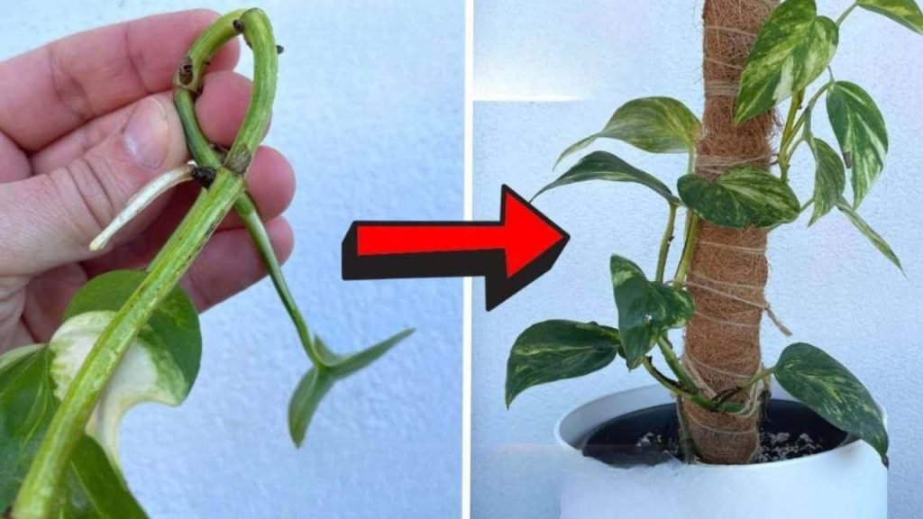 Haga esto una vez por semana y sus Pothos crecerán espectacularmente