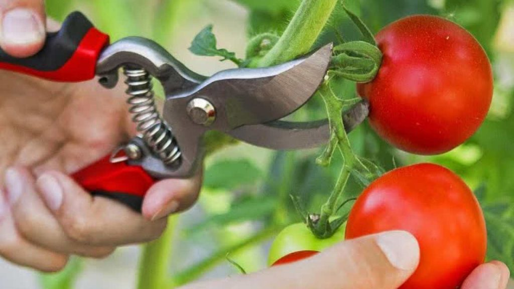 Haga esto y producirá tomates en abundancia, incluso los vecinos querrán saber cómo.