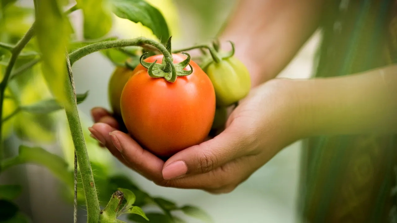 Haz crecer tu planta de tomate y consigue muchos frutos con estos 5 consejos