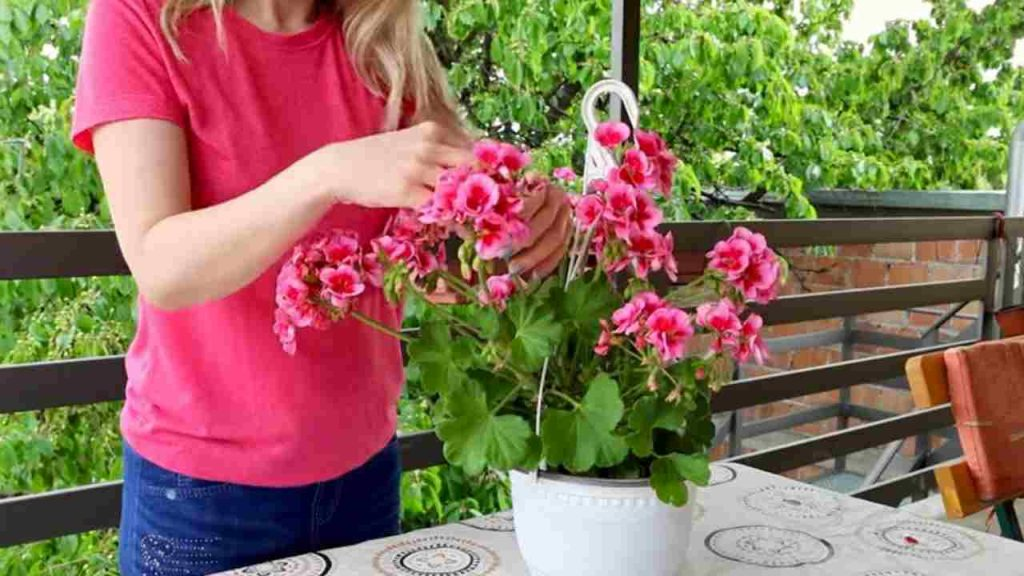 Haz esto y todos tus geranios florecerán continuamente durante más de un año seguido.