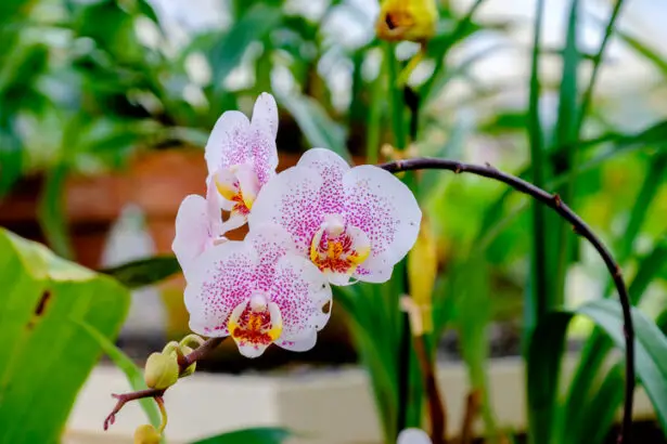 Haz florecer una orquídea (de nuevo): este producto milagroso en tu cocina revitaliza tu planta