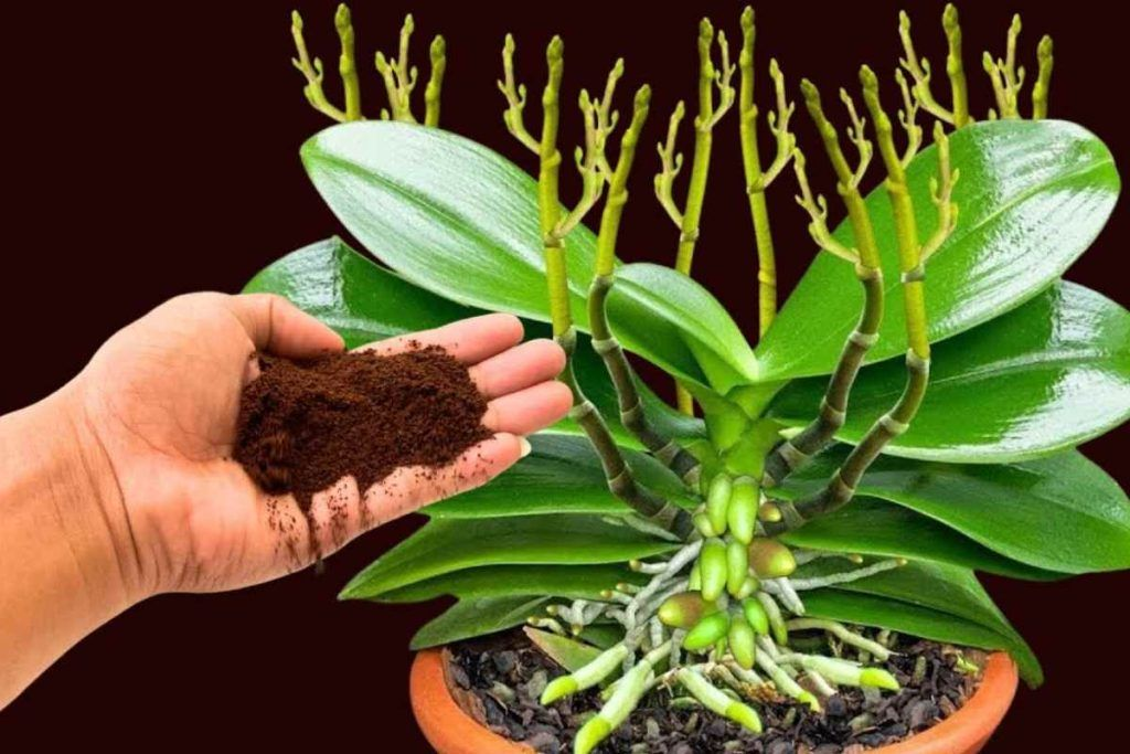 He aquí algo para espolvorear sobre las raíces muertas de la orquídea: se volverá exuberante