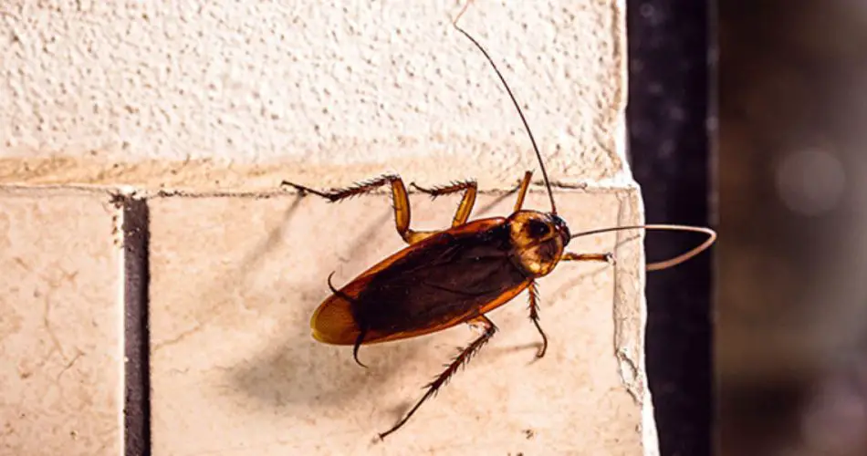 He descubierto dónde se esconden las cucarachas y las he encontrado con este método infalible