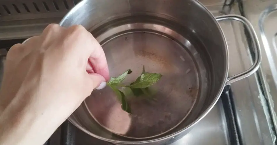Hervir 3 hojas de menta en la sartén como lo hacía mi abuela: después de 10 minutos, mira lo que sucede en la casa