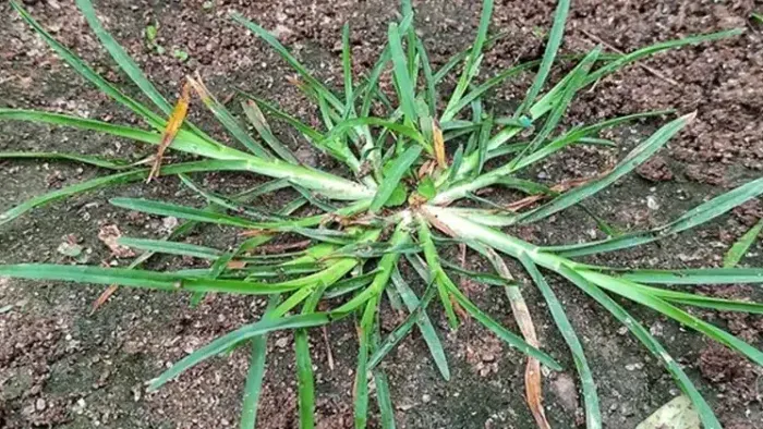 Hierba de ganso (Eleusine indica): 30 aplicaciones