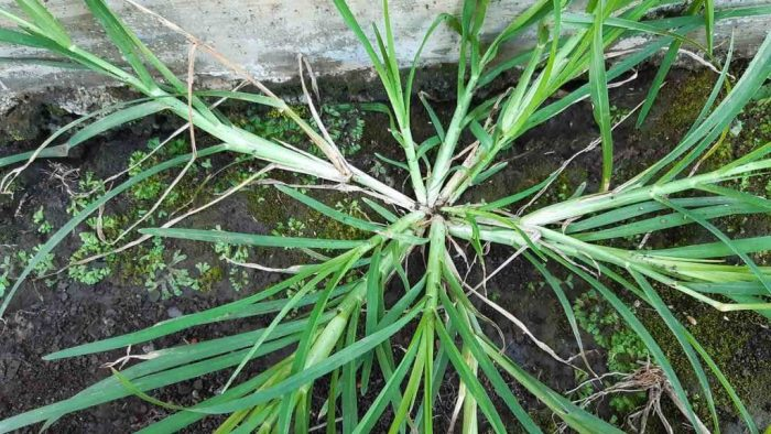 Hierba gansa: una planta poco conocida con mil virtudes