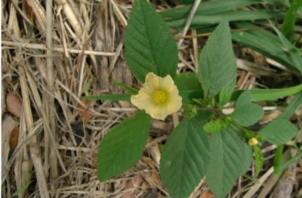 Hierba mala: los beneficios