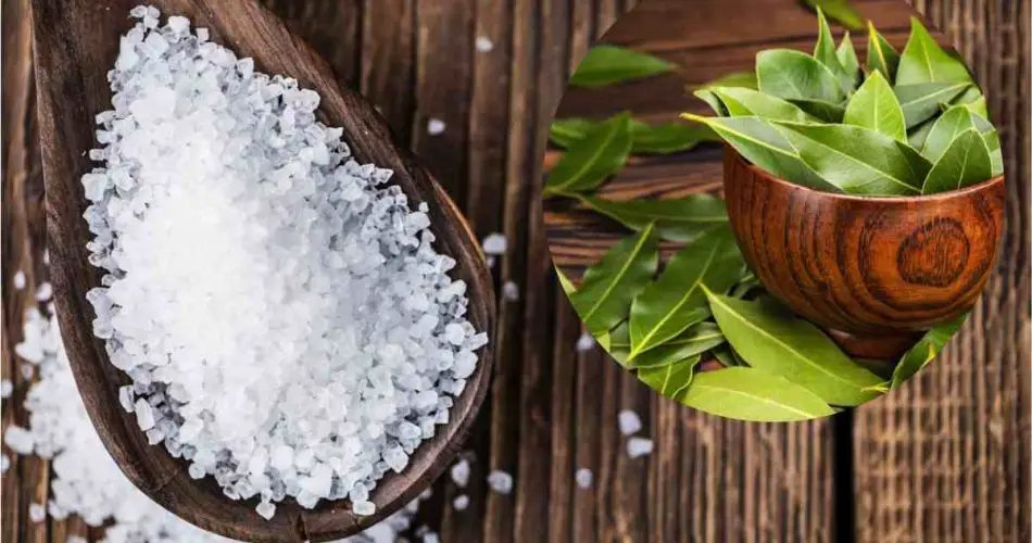 Hoja de laurel y sal: una mezcla que vale su peso en oro! Mi abuela me enseñó a usarla