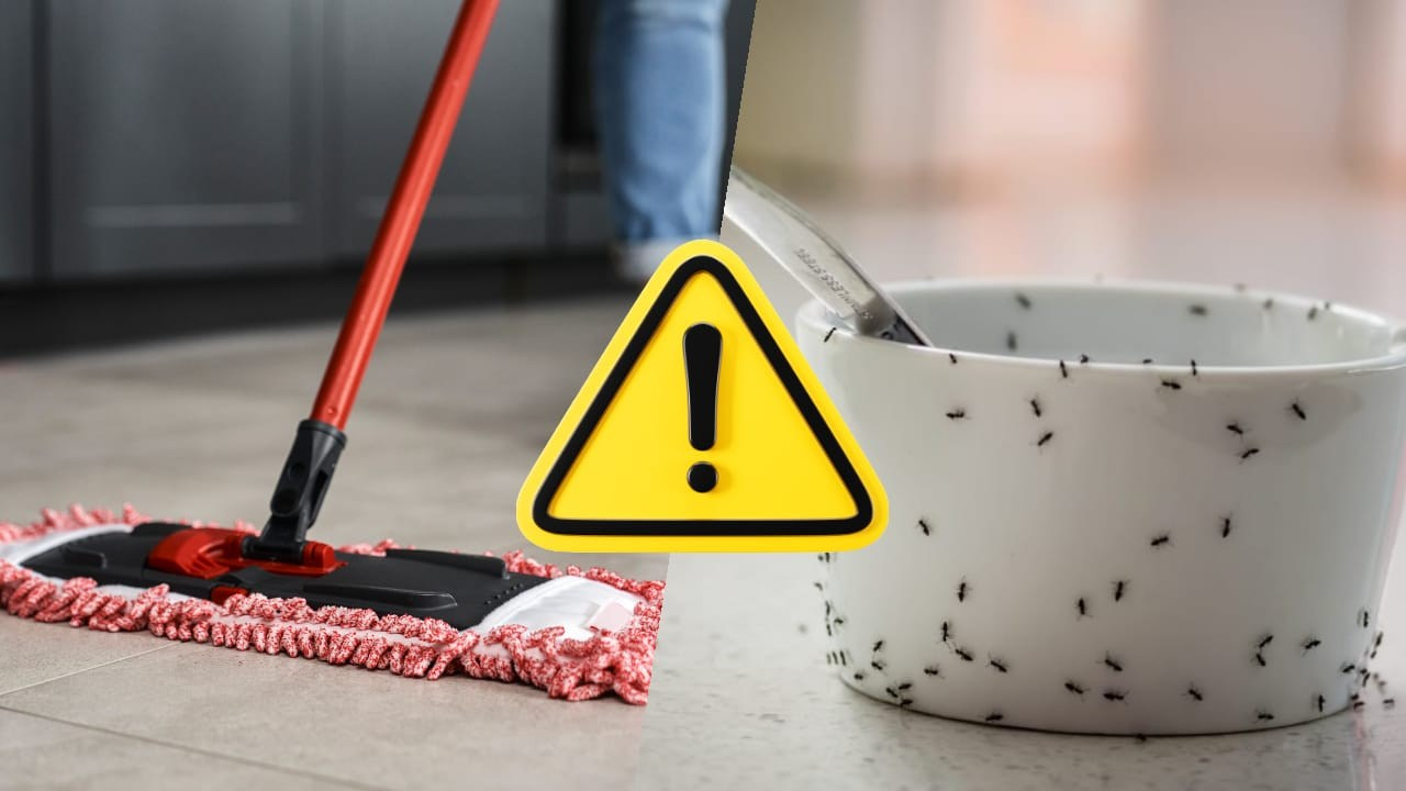 Hormigas de otoño por toda la casa, con este método las eliminas para siempre